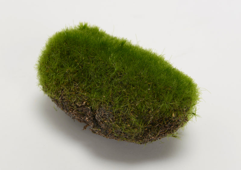Spugna in plastica verde - Arredo Casa da Sogno