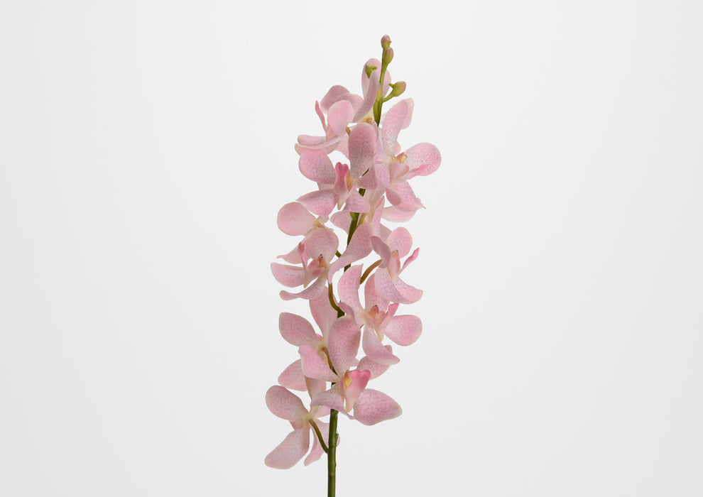 Ramo di orchidea vanda rosa