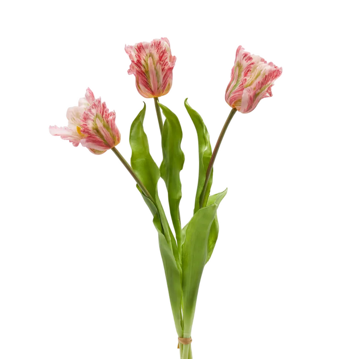 Bouquet 3 Tulipes Perroquet H51 Bordure Verte et Rose