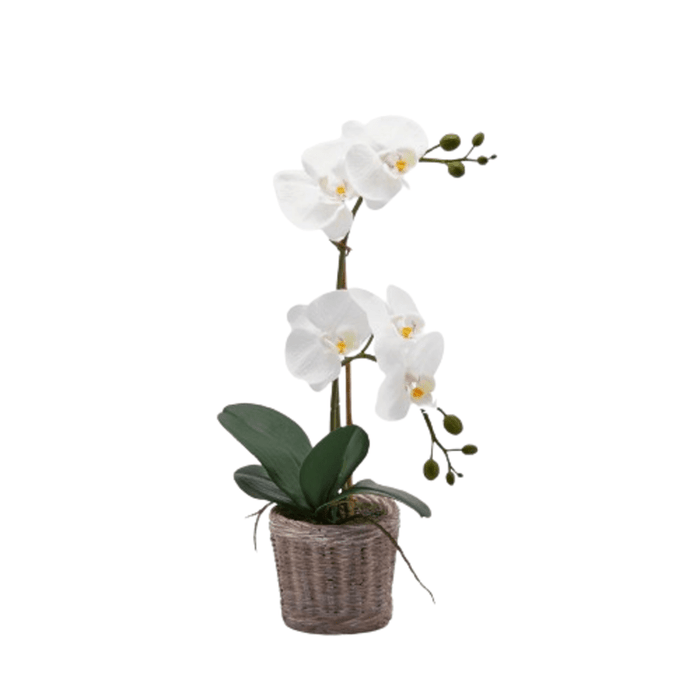 Fiore artificiale orchidea phal.x2 c/cesto cer.h40