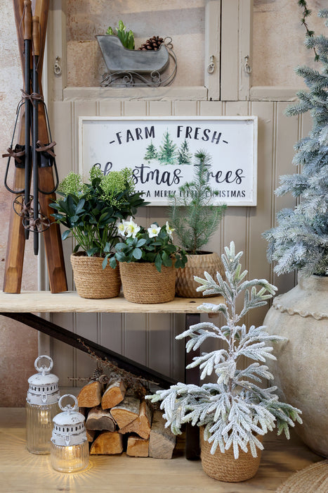 Targa Natalizia “Farm Fresh Christmas Trees” in Bianco Anticato – Chic Antique