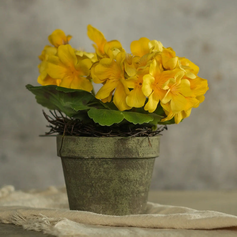 Piantina decorativa di geranio giallo