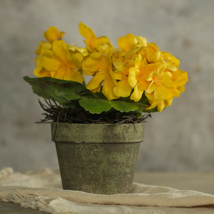Piantina decorativa di geranio giallo
