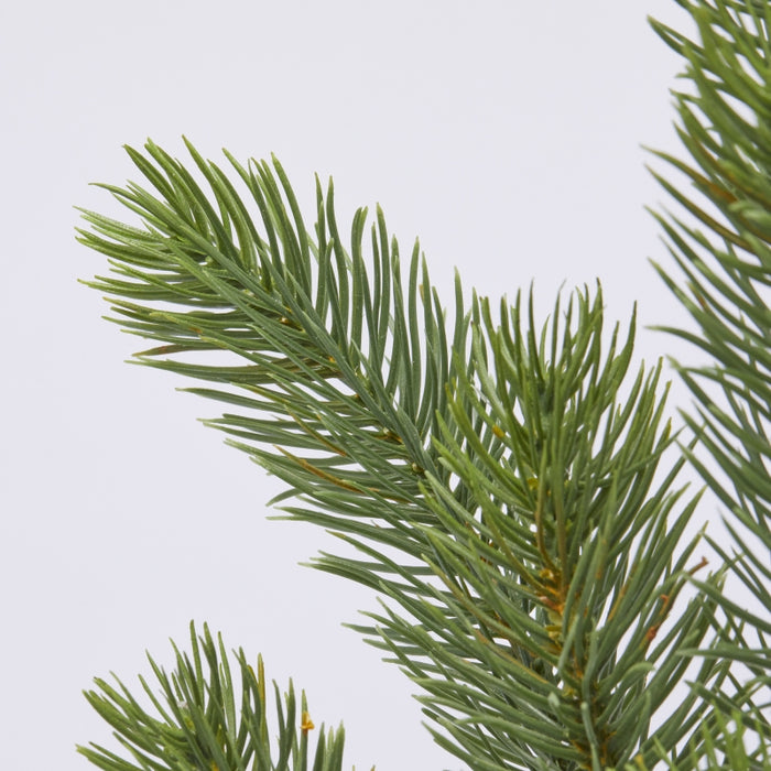 Pine Branch h.45 Edg