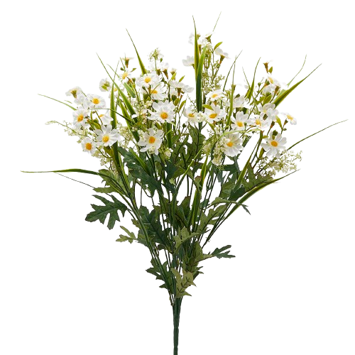 Margherita Cespuglio Bianca h.50 Edg