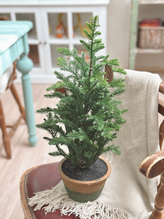 Albero Pino con vaso Edg