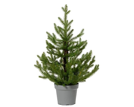 Albero con vaso H 53 cm