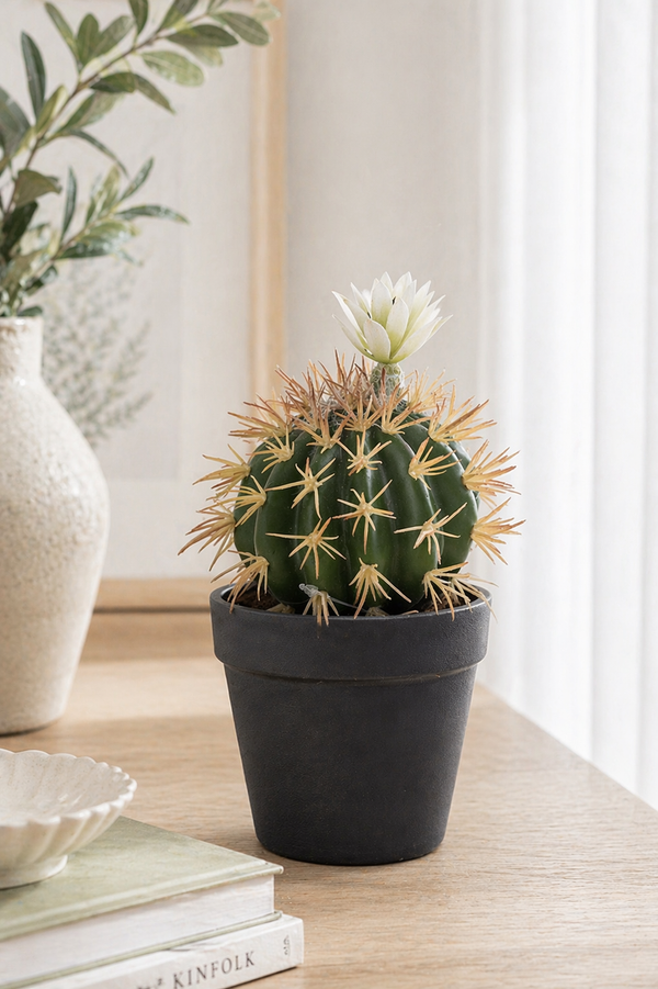 Cactus con fiore in vaso H 19 cm