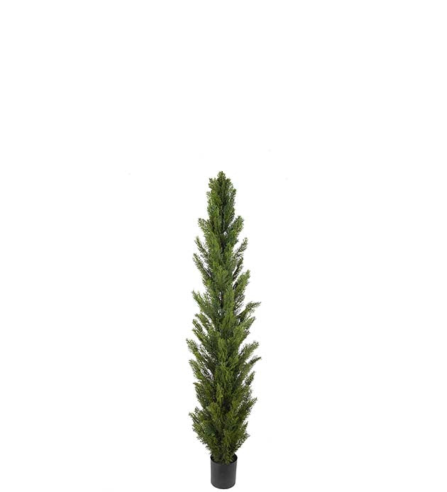 Cypress H 77 cm