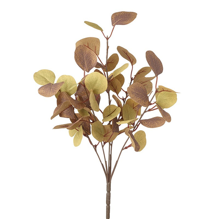 Rametto di foglie di eucalipto
