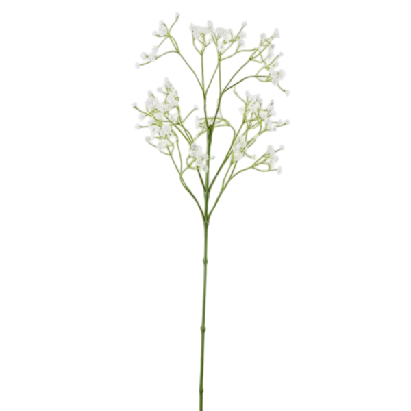 Branche de Gypsophile H 66 Cm Bordure