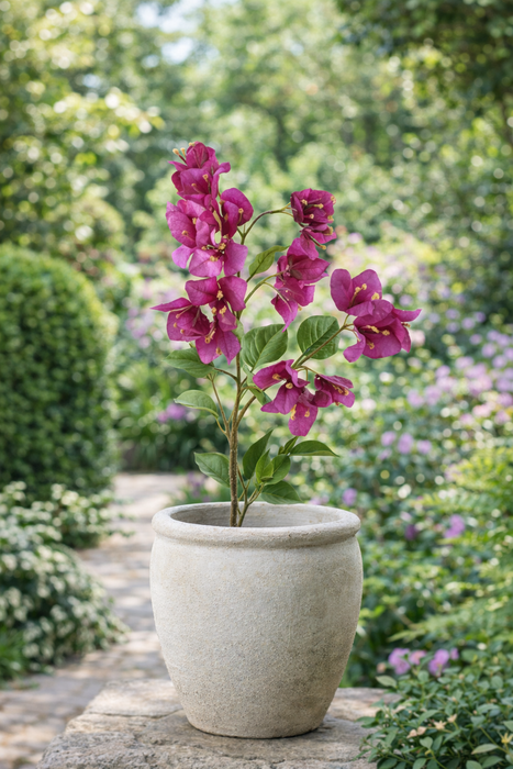 Bouganvillea h 70 cm Edg