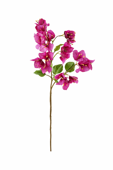 Bouganvillea h 70 cm Edg