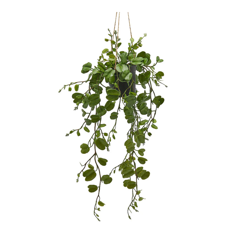 Bauhinia Edg Plant