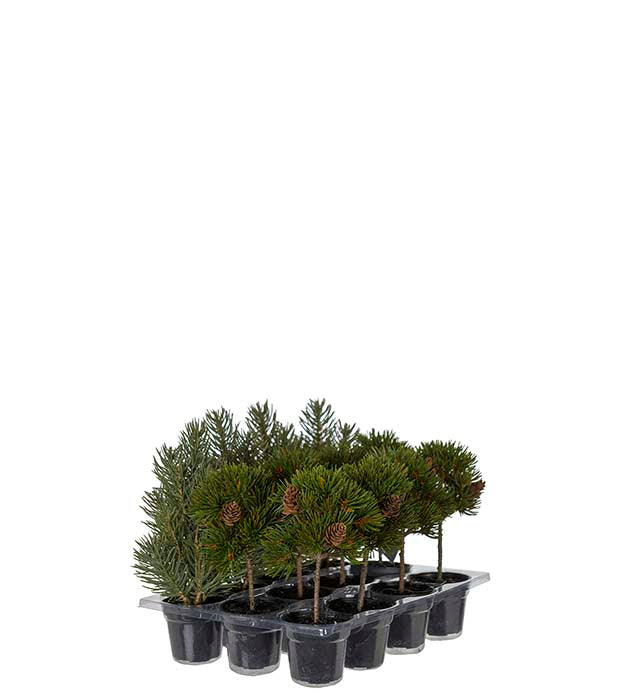 Piantina Alberello Natalizia H 18/20 cm - Mr Plant