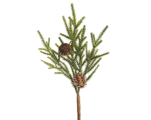 Green branch with pine cones