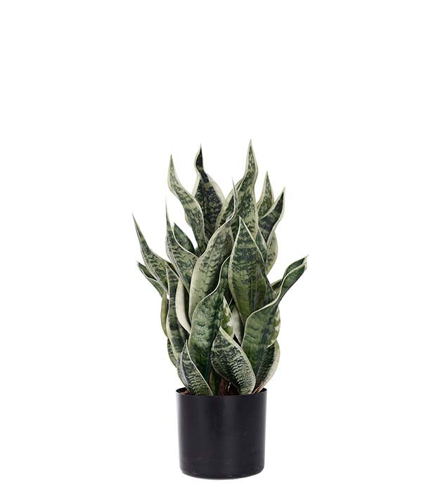 Sanseveria H 60 cm