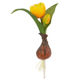 Tulipano Artificiale Giallo Sfumato con Bulbo e Radici Decorative H 20 cm