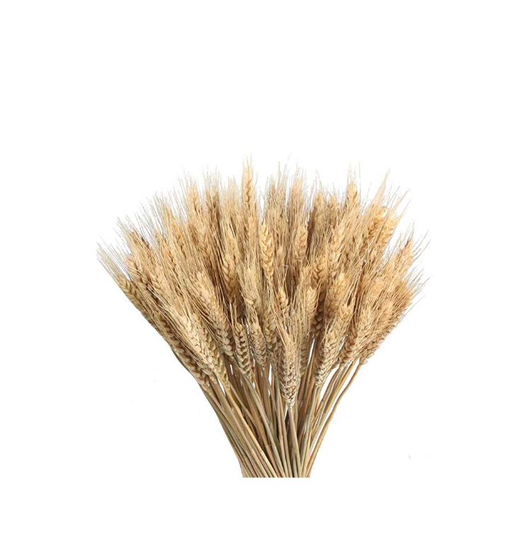 Mazzo di grano naturale essiccato 20/22 spighe H35/40 cm