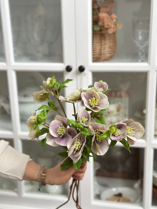 Hellebore H 55 Cm Lou De Castellane