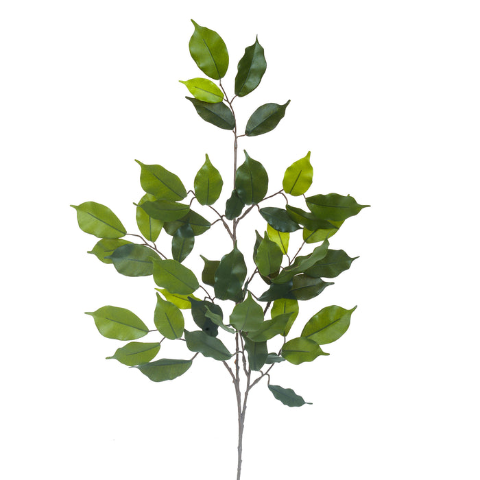 Ficus Ramo 42 Fgl 60 Cm