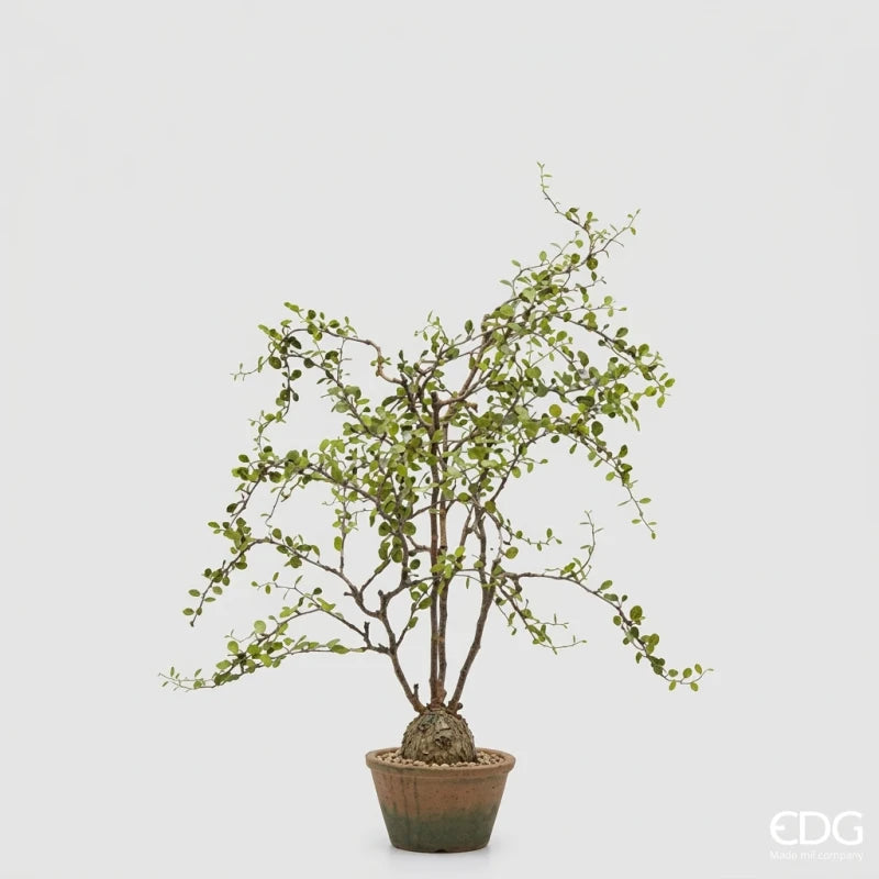 Pianta Artificiale Mulenbechia h 66 cm in Vaso – EDG Enzo De Gasperi
