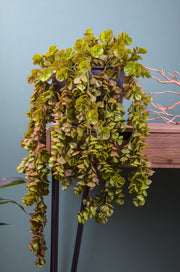 Crassula Pendente 80 Cm - Arredo Casa da Sogno
