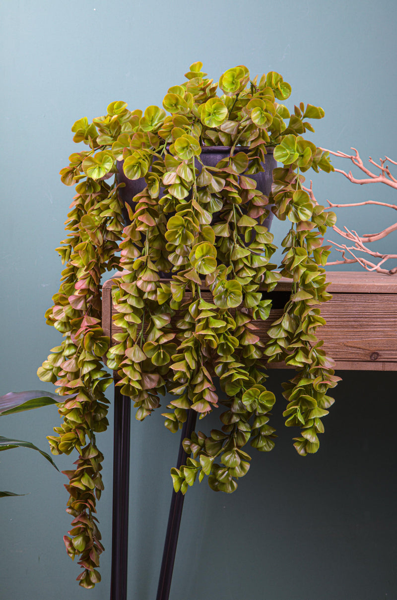 Crassula Pendente 80 Cm - Arredo Casa da Sogno