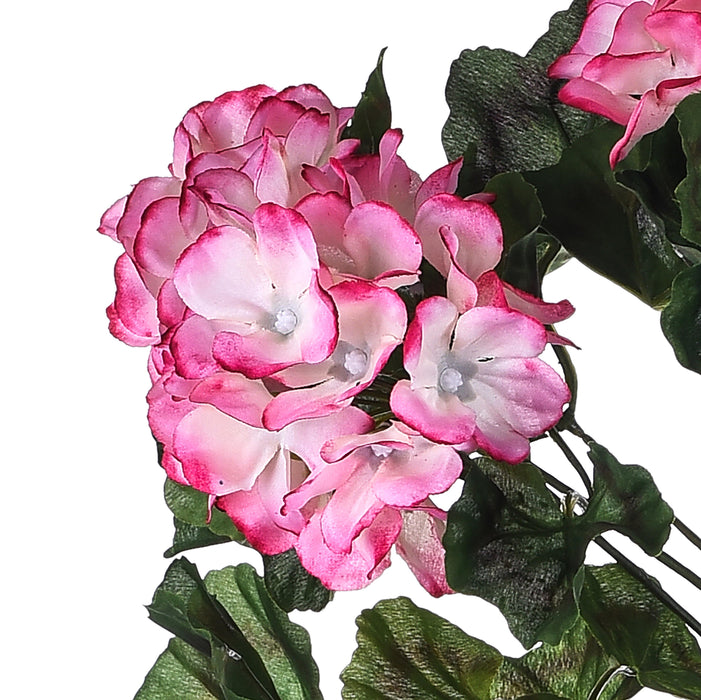 Geranio pendente Rosa con sfumature bianche