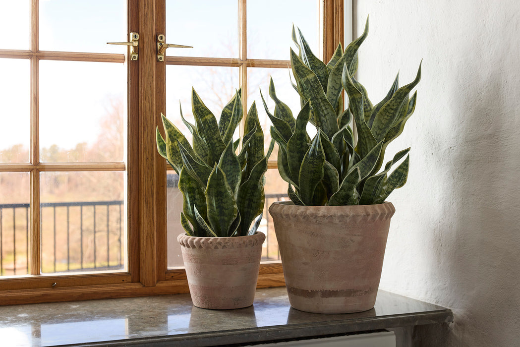 Sansevieria H 60 cm