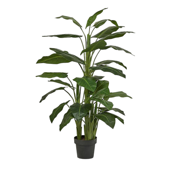 Plante de lys calla en pot H 145 cm Bordure