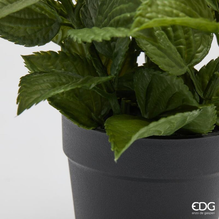 Lavanda con vaso H 40 cm Edg