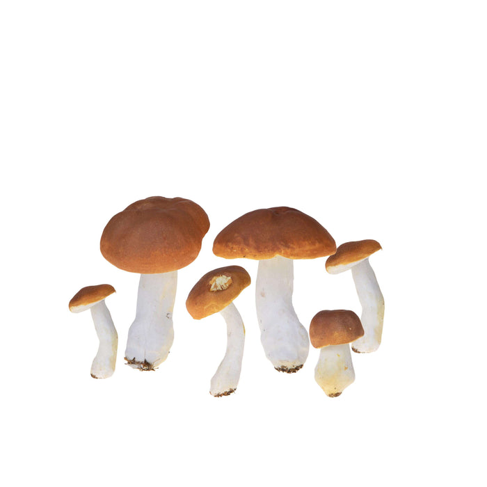 Funghi porcini decorativi pezzi 6